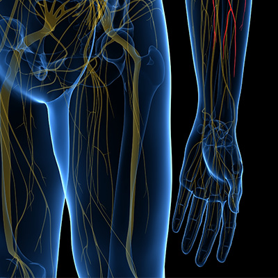 Medical Illustration of Nerves in Hand and Hip