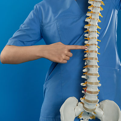 man holding model spine pointing to vertebrae