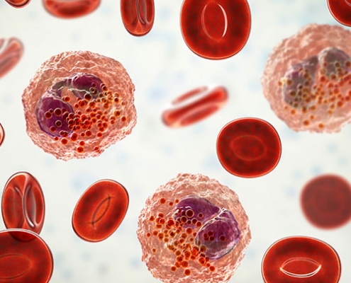 medical illustration of white and red blood cells