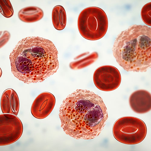 medical illustration of white and red blood cells